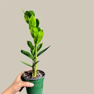 ZZ Plant Live Plant - Zamioculcas Zamiifolia - Easy Care Indoor Houseplant - Image 2
