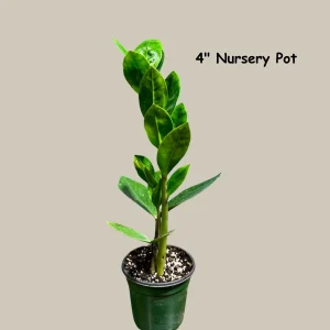 ZZ Plant Live Plant - Zamioculcas Zamiifolia - Easy Care Indoor Houseplant - Image 1
