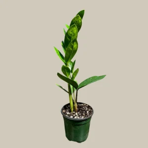 ZZ Plant Live Plant - Zamioculcas Zamiifolia - Easy Care Indoor Houseplant - Image 5