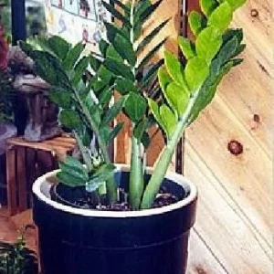 ZZ Plant Zamioculcas zamiifolia - Live Hardy House Plant - 6 inch Pot - Image 3