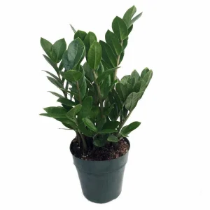 ZZ Plant Zamioculcas zamiifolia - Live Hardy House Plant - 6 inch Pot - Image 1