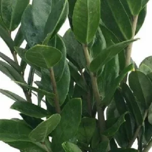ZZ Plant Zamioculcas zamiifolia - Live Hardy House Plant - 6 inch Pot - Image 4