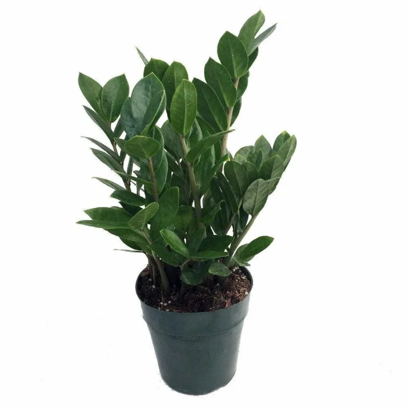 fern planter indoor Boston Fern – Hey Rooted main image 0