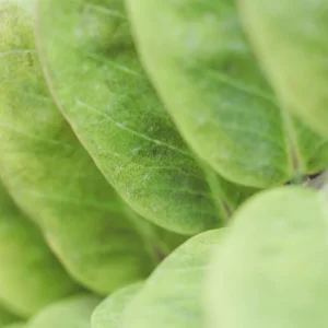 ZZ Plant Zamioculcas zamiifolia Live Plant – 4