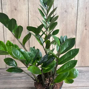 ZZ Plant Zamioculcas Zamiifolia Live Plant – 6 inch Pot – Indoor - Image 2