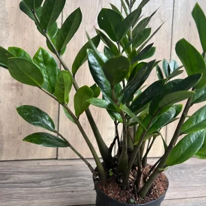 ZZ Plant Zamioculcas Zamiifolia Live Plant – 6 inch Pot – Indoor - Image 3