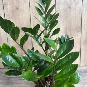 ZZ Plant Zamioculcas Zamiifolia Live Plant – 6 inch Pot – Indoor - Image 4