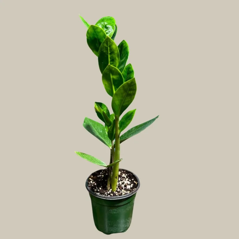 ZZ Plant - Zamioculcas Zamiifolia - Easy Care Indoor Houseplant