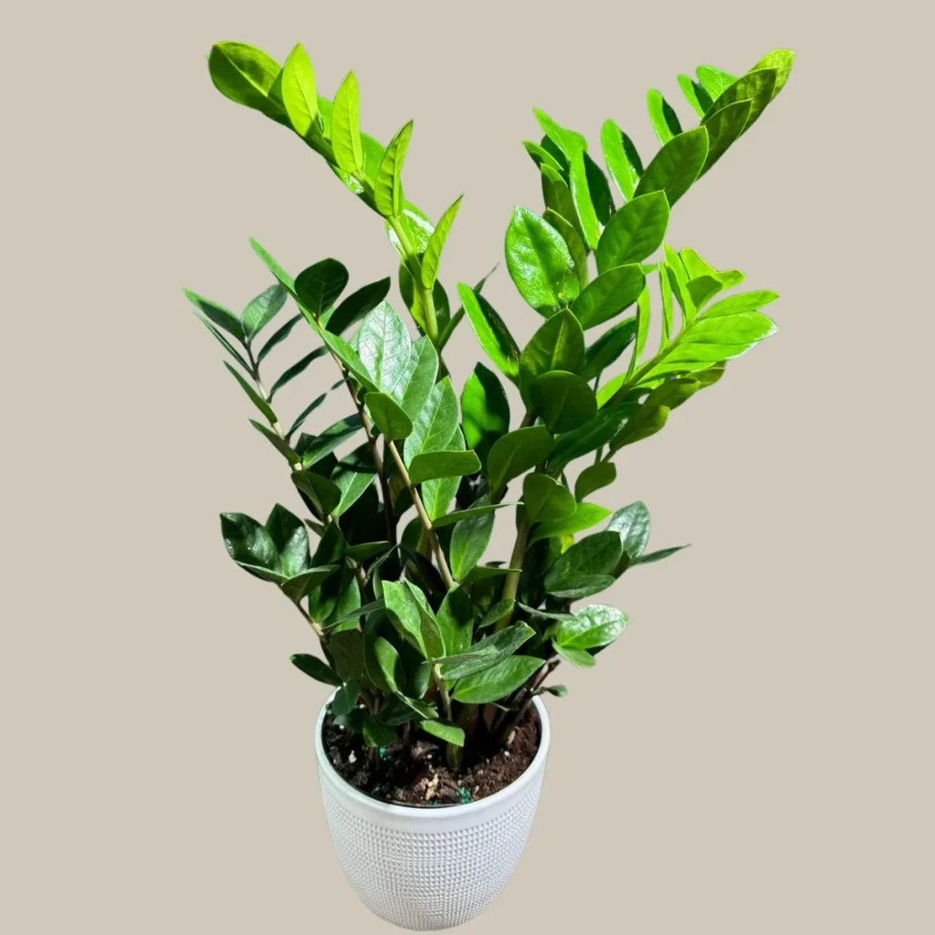 ZZ Plant Zamioculcas Zamiifolia Easy Care Indoor Houseplant ZZ Plant Zamioculcas Zamiifolia Easy Care Indoor Houseplant