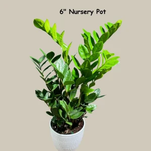 ZZ Plant Zamioculcas Zamiifolia Live Plant – Easy Care Indoor Houseplant – 4-6 inch Pot - Image 2