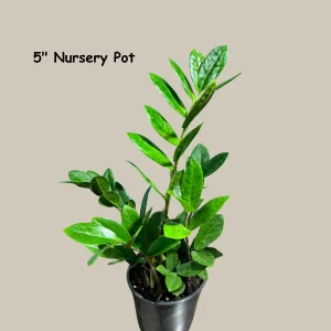 ZZ Plant Zamioculcas Zamiifolia Live Plant – Easy Care Indoor Houseplant – 4-6 inch Pot - Image 8