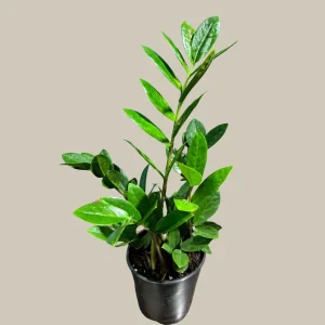ZZ Plant Zamioculcas Zamiifolia Live Plant – Easy Care Indoor Houseplant – 4-6 inch Pot - Image 9