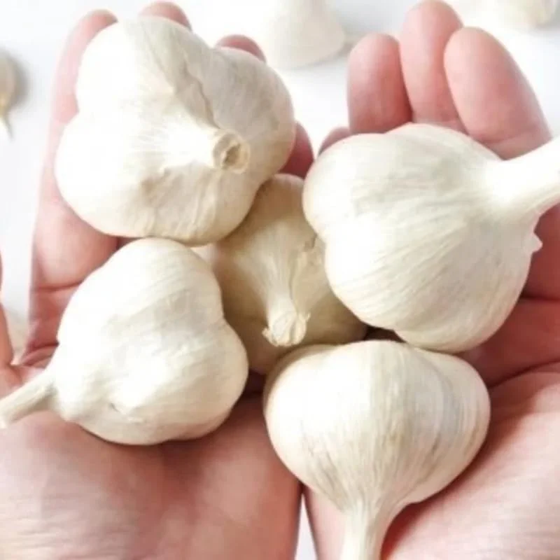 1 Lb Hardneck Garlic Bulbs for Planting - High-Yield Mix Garlic Cloves for Garden - Image 10