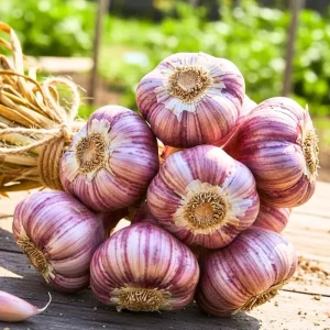 1 Lb Hardneck Garlic Bulbs for Planting - High-Yield Mix Garlic Cloves for Garden - Image 3