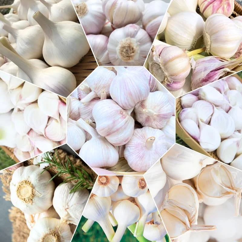 1 Lb Hardneck Garlic Bulbs for Planting - High-Yield Mix Garlic Cloves for Garden - Image 4