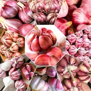 1 Lb Hardneck Garlic Bulbs for Planting - High-Yield Mix Garlic Cloves for Garden - Image 7