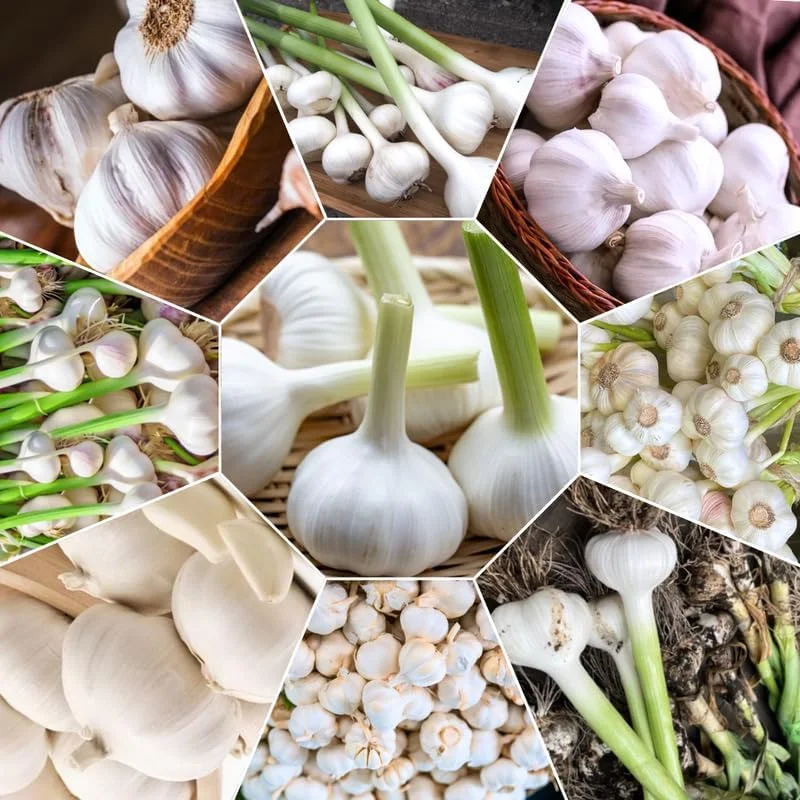 1 Lb Hardneck Garlic Bulbs for Planting - High-Yield Mix Garlic Cloves for Garden - Image 8