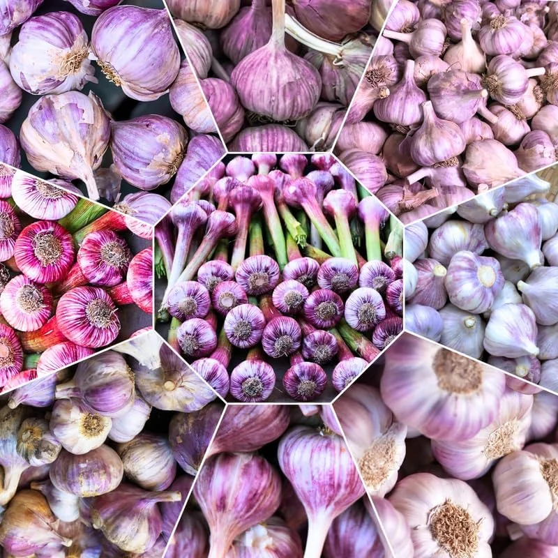 1 Lb Hardneck Garlic Bulbs for Planting - High-Yield Mix Garlic Cloves for Garden - Image 9