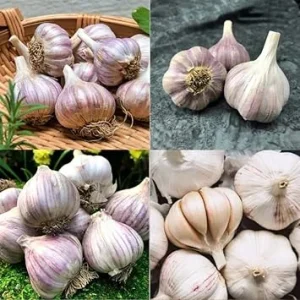 1 Pound Mix Hard Neck Garlic Bulbs for Planting - Garden Vegetable - Image 7