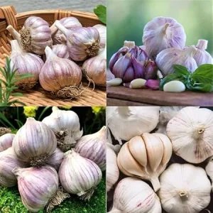 1 Pound Mixed Garlic Bulbs for Planting – Heirloom Outdoor Garden - Image 2
