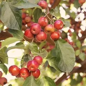 10 American Crabapple Trees Live Plants, 2 ft Tall, Pink White Flowers, Zones 5-9 - Image 2