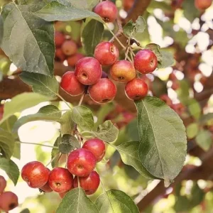 10 American Crabapple Trees Live Plants, 2 ft Tall, Pink White Flowers, Zones 5-9 - Image 6