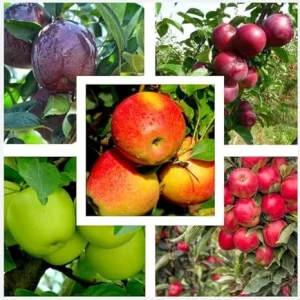 10 Apple Seedlings Live Plant – 1-2 Ft Tall Mixed Apple Trees – Outdoor Fruit Tree - Image 1