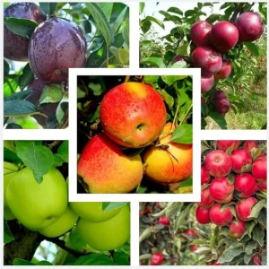 10 Apple Seedlings Live Plant – 1-2 Ft Tall Mixed Apple Trees – Outdoor Fruit Tree - Image 3