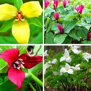 10 Assorted Trillium Bulbs – Perennial Flower Bulbs – Red, Yellow, White – USDA Zone 4+ - Image 2