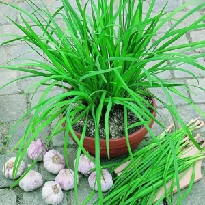 10 Garlic Chives Live Plants for Outdoor Planting, Well Rooted Heirloom Leek - Image 4