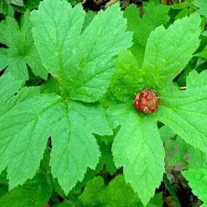 10 Goldenseal Plant Roots - Perennial Herb for Planting - Image 4