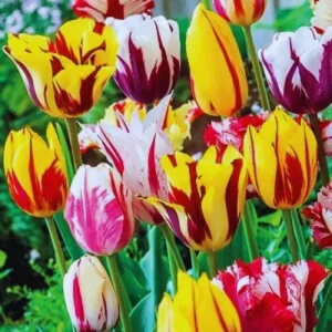 10 Ice Cream Tulip Bulbs for Fall Planting - Perennial Flower Bulbs - Image 4