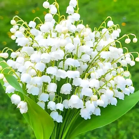 10 Lily of the Valley Bulbs – Fragrant Perennial Flowers for Shade Gardens - Image 1