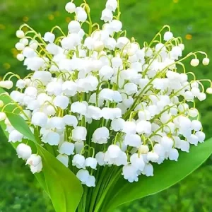 10 Lily of the Valley Bulbs – Fragrant Perennial Flowers for Shade Gardens - Image 2