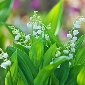 10 Lily of the Valley Bulbs - Fragrant Perennial Flower Bulbs for Outdoor Garden - Image 4