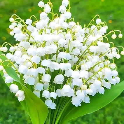 10 Lily of the Valley Bulbs – Fragrant Perennial Flowers for Shade Gardens - Image 6