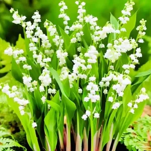10 Lily of the Valley Flower Bulbs, White Bare Roots for Planting, Indoor/Outdoor - Image 5