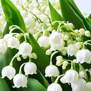 10 Lily of the Valley Roots for Planting - Hardy Perennial White Flowers - Image 2
