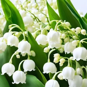 10 Lily of the Valley Roots for Planting - Hardy Perennial White Flowers - Image 4