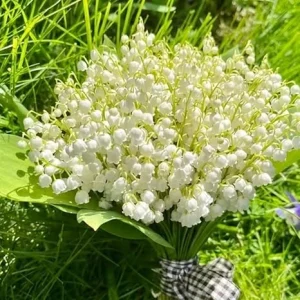 10 Lily of The Valley Roots for Planting - Perennial Sweet White Flowers, Zones 2-9 - Image 5
