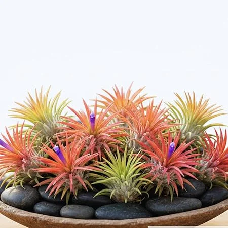 10 Live Air Plants Tillandsia - 2-3 Inches Tall Houseplants for Indoor & Outdoor - Image 2