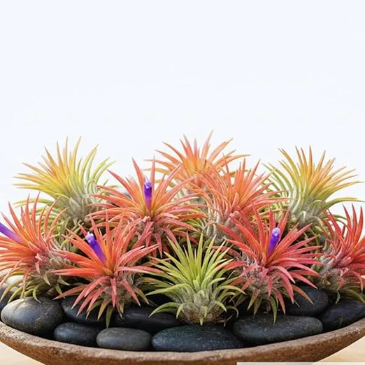 10 Live Air Plants Tillandsia - 2-3 Inches Tall Houseplants for Indoor & Outdoor - Image 4