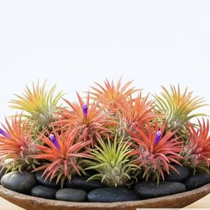 10 Live Air Plants Tillandsia - 2-3 Inches Tall Houseplants for Indoor & Outdoor - Image 7