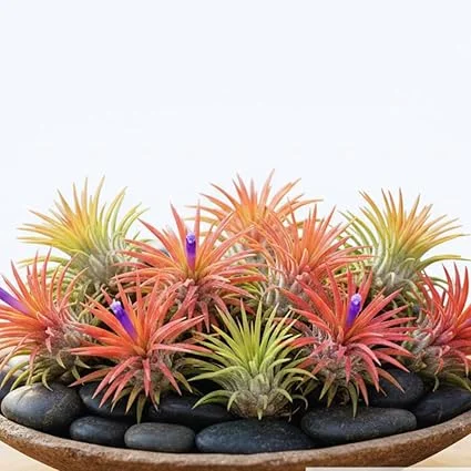 10 Live Air Plants Tillandsia - 2-3 Inches Tall Houseplants for Indoor & Outdoor - Image 7