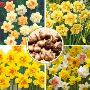 10 Mixed Daffodil Bulbs – Spring Blooming Narcissus Bulbs – Fall Planting - Image 2