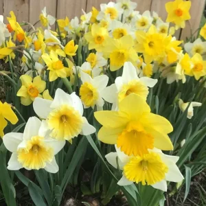 10 Mixed Daffodil Bulbs – Spring Blooming Narcissus Bulbs – Fall Planting - Image 4