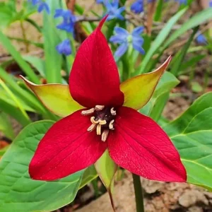 10 Red Trillium Bulbs for Planting - 3 to 5 Inches - Spring Flower Bulbs - Image 3