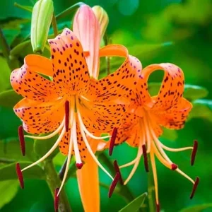 10 Tiger Lily Bulbs for Planting - Perennial Orange Flower Bulbs - Image 3
