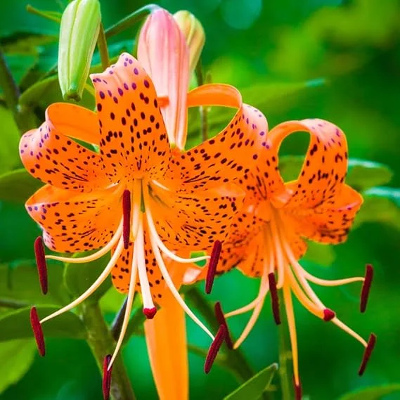 10 Tiger Lily Bulbs for Planting - Perennial Orange Flower Bulbs - Image 5