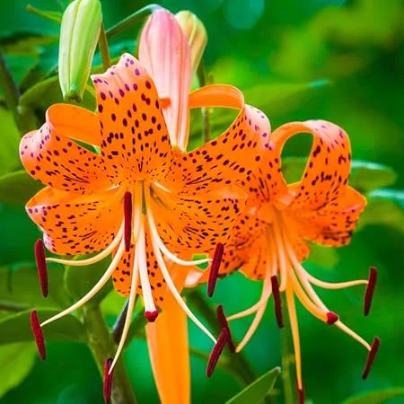 10 Tiger Lily Bulbs for Planting - Perennial Orange Flower Bulbs - Image 7